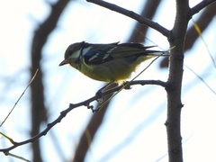 Periparus venustulus