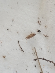 Drepanacra binocula