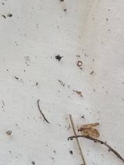 Drepanacra binocula