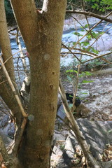 Apoplanesia paniculata