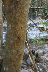 Apoplanesia paniculata