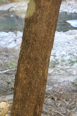 Apoplanesia paniculata