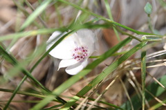 Calochortus umbellatus