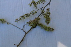 Apoplanesia paniculata