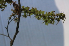 Apoplanesia paniculata