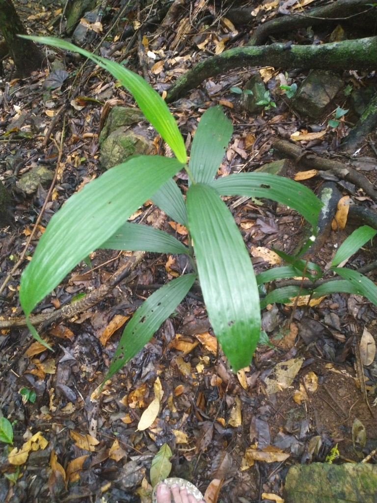 Corymborkis veratrifolia