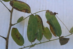 Apoplanesia paniculata