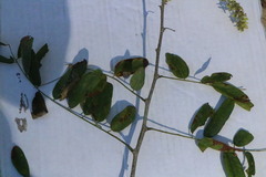 Apoplanesia paniculata