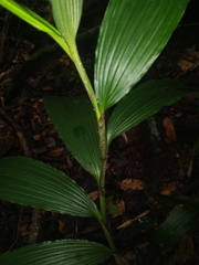 Corymborkis veratrifolia