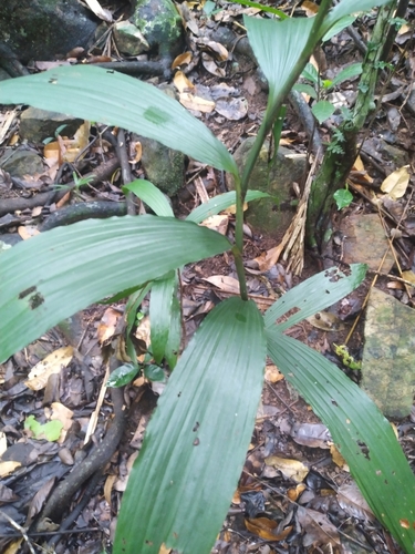Image of White Cinnamon Orchid (Corymborkis veratrifolia) by (c) Steve Fitzgerald, some rights reserved (CC BY-SA)