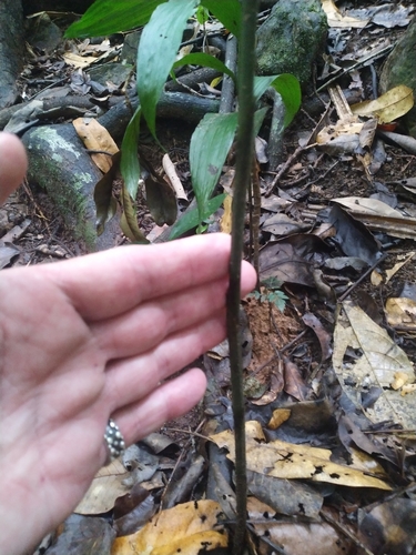 Image of Corymborkis veratrifolia by (c) Steve Fitzgerald, some rights reserved (CC BY-SA)