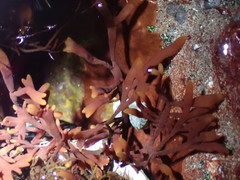 Prionitis linearis