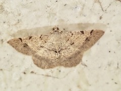 Frederickia flaviterminata