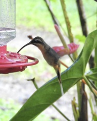 Phaethornis syrmatophorus