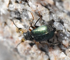 Collops hirtellus