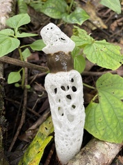 Staheliomyces cinctus