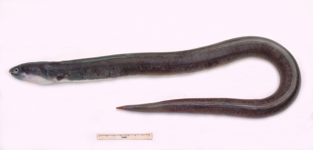 Allen's Snake Eel
