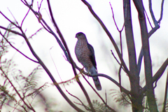 Accipiter cooperii