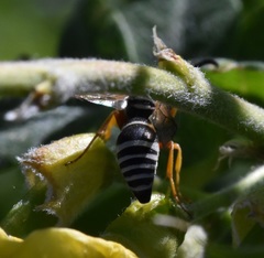 Pseudepipona herrichii