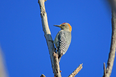 Melanerpes aurifrons