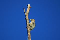 Melanerpes aurifrons