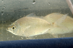 Eucinostomus gula