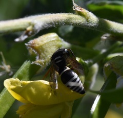 Pseudepipona herrichii