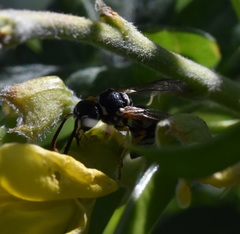 Pseudepipona herrichii