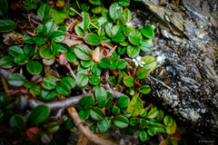 Cotoneaster morrisonensis