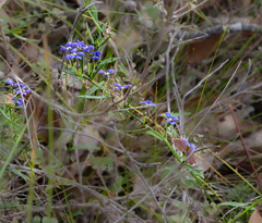 Dampiera linearis