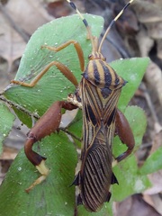 Spathophora