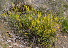 Synaphea petiolaris