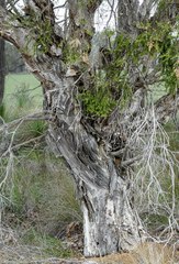 Melaleuca preissiana