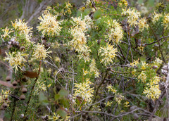 Petrophile serruriae
