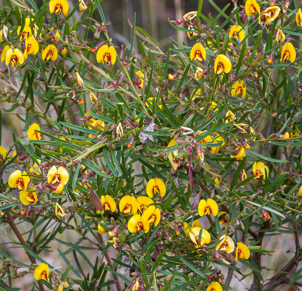 Yellow Bossiaea