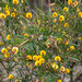 Yellow Bossiaea - Photo (c) vr_vr, some rights reserved (CC BY-NC)