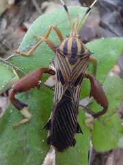 Spathophora