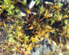 Microbryum davallianum