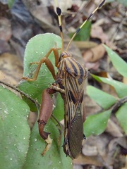 Spathophora