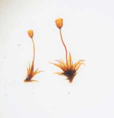 Microbryum davallianum