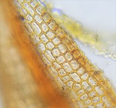 Microbryum davallianum