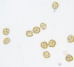 Microbryum davallianum