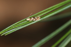 Bucculatrix canadensisella