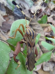 Spathophora