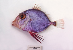 Cyttopsis rosea