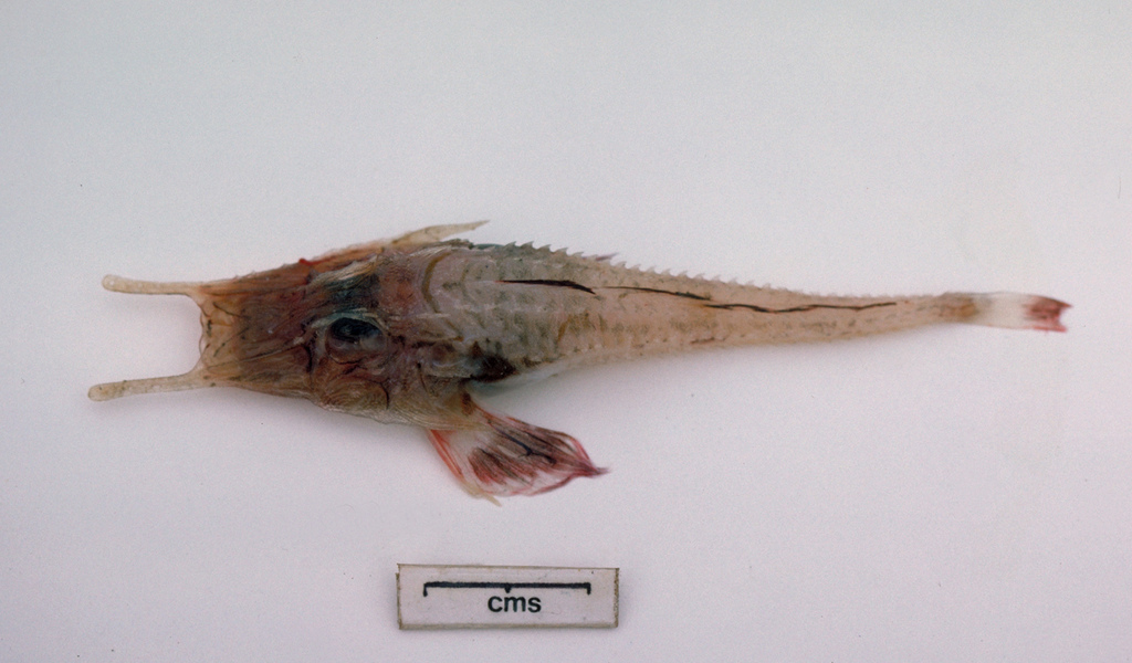 Scalicus quadratorostratus