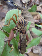 Spathophora