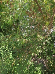 Phyllanthus sellowianus