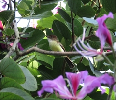 Myiarchus barbirostris