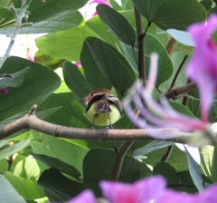 Myiarchus barbirostris